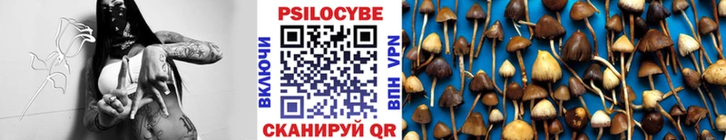 нарко площадка как зайти  Чайковский  Псилоцибиновые грибы Psilocybine cubensis 
